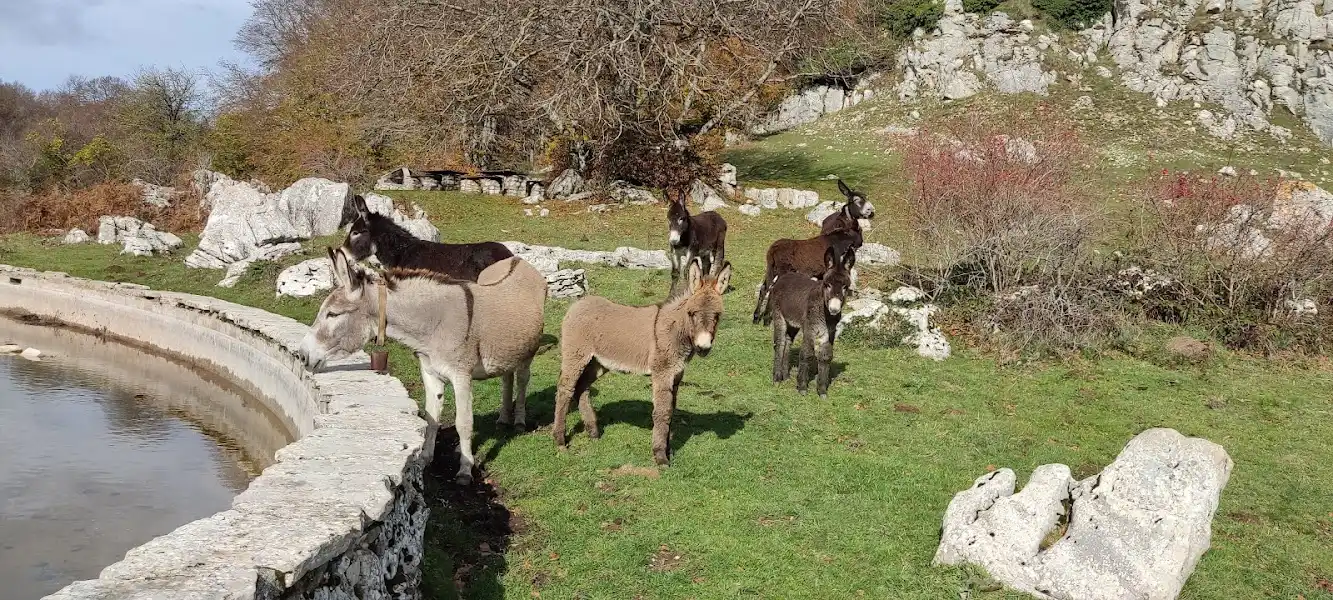 ASINELLI3 copia